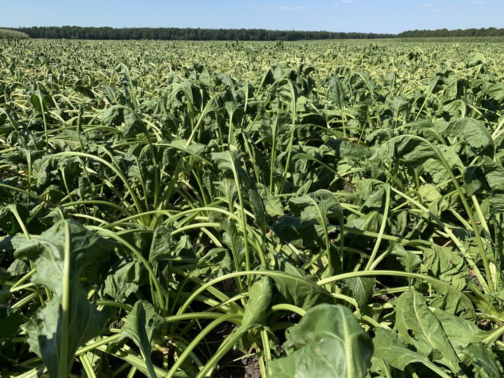 water vasthouden met landschap
