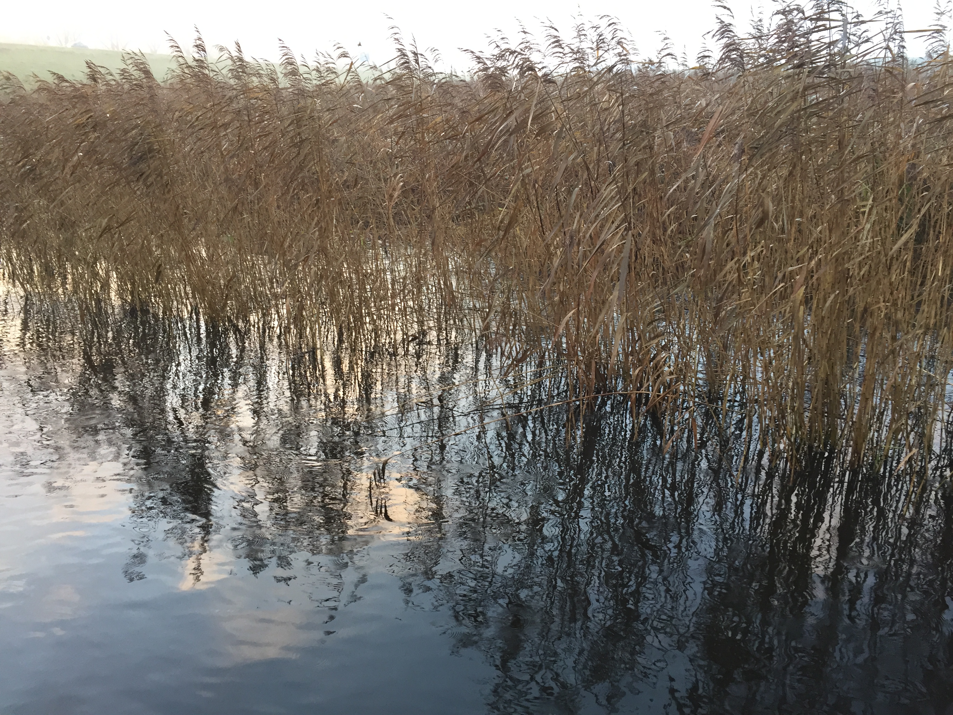 Riet