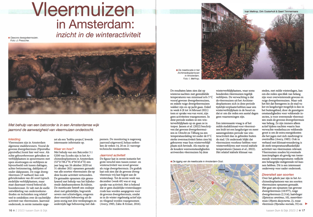 Vleermuizen In Amsterdam