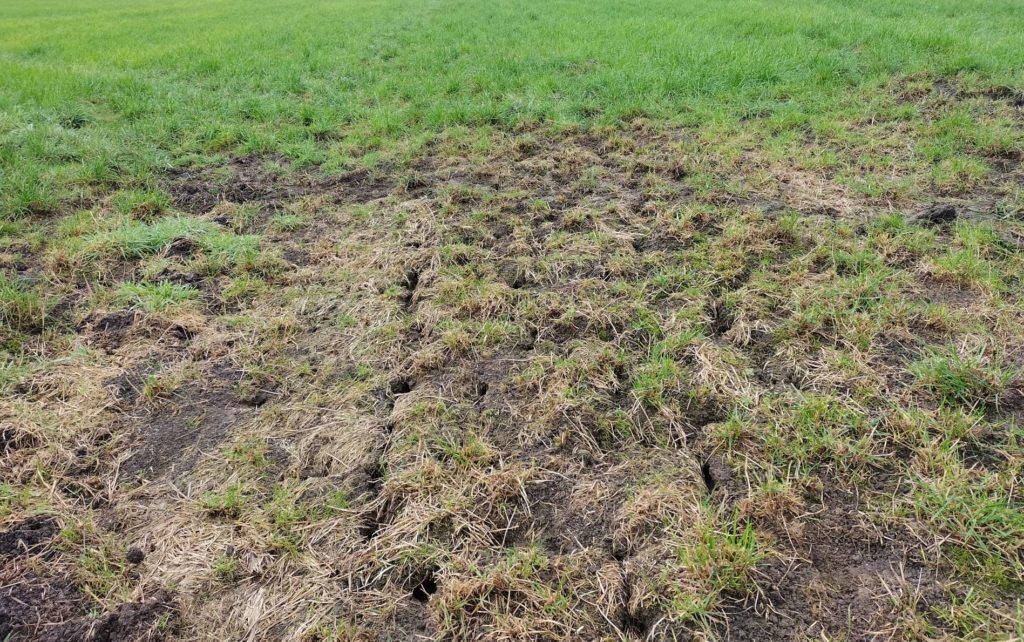 Muizen Foto 5 Een Muizencluster Met Veel Afgevreten Gras En Muizenholletjes 1