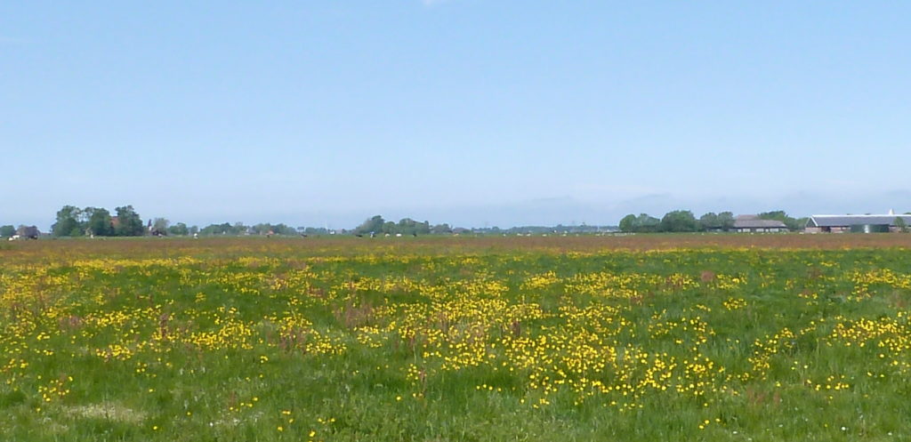 Baarderadiel