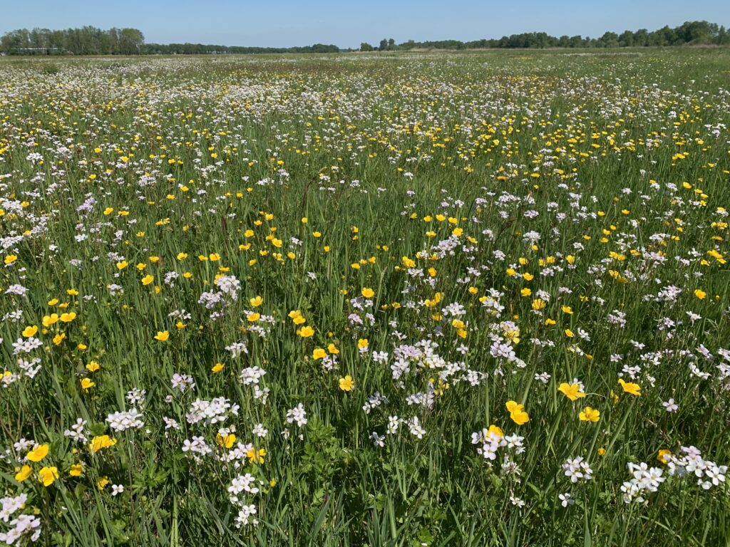 Kruidenrijk grasland op veen